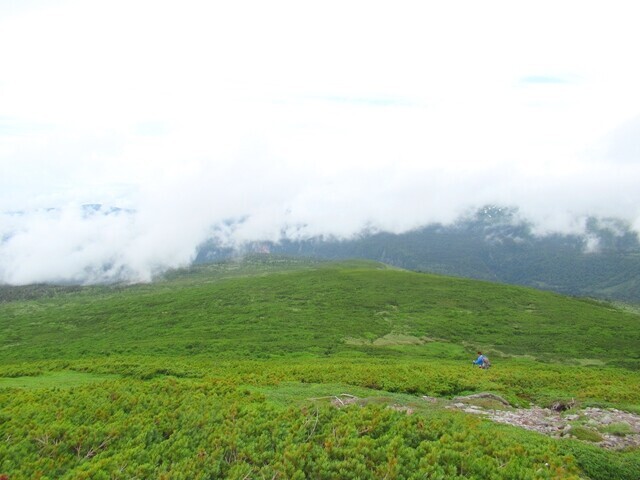 見渡す限りハイマツの藪地帯