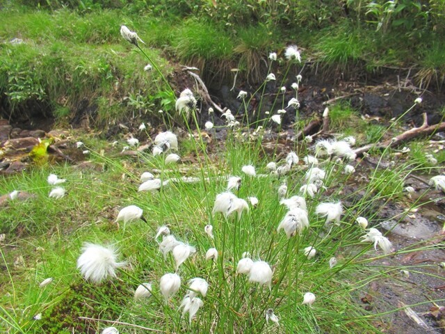 化雲岳登山道の沢沿いの道