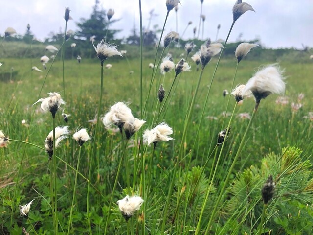 第二公園のワタスゲの群落