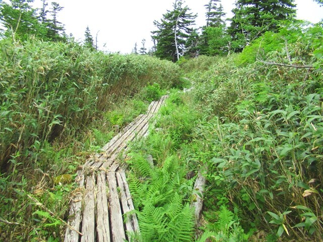 第二公園周辺の木道地帯