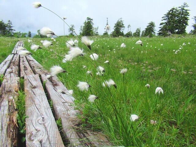 第一公園周辺のワタスゲ