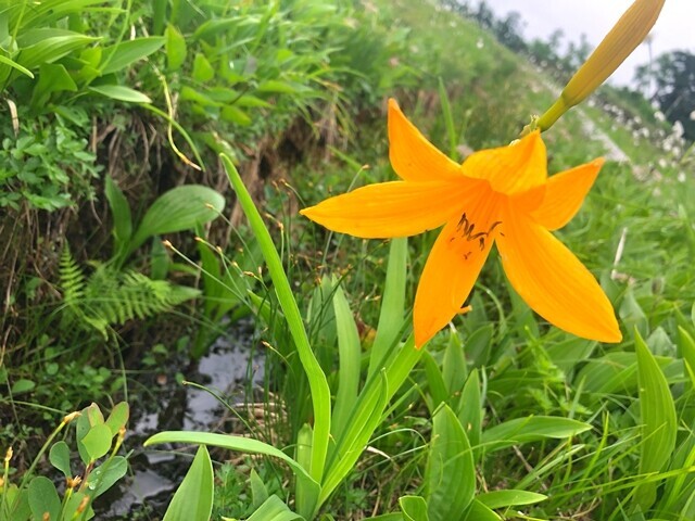 第一公園のニッコウキスゲ