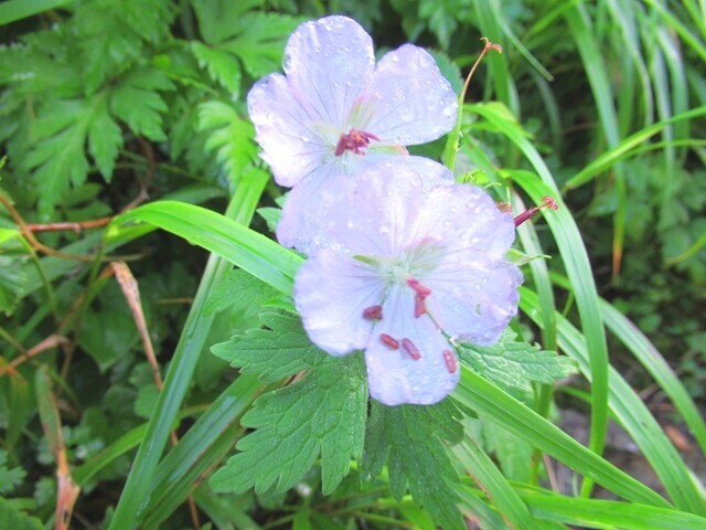 朝露に濡れたお花