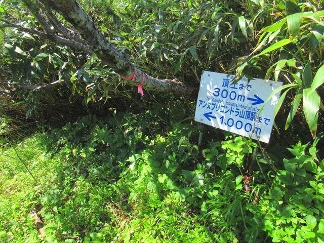 ニセコアンヌプリ南峰の分岐からゴンドラ山頂駅まで１，０００ｍ、ニセコアンヌプリの山頂まで３００ｍの道のり