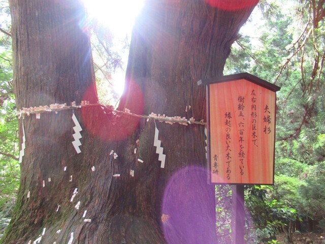 表参道ルートの夫婦杉