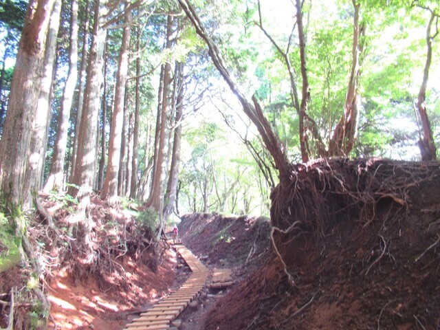 >大山表参道ルートのの木道