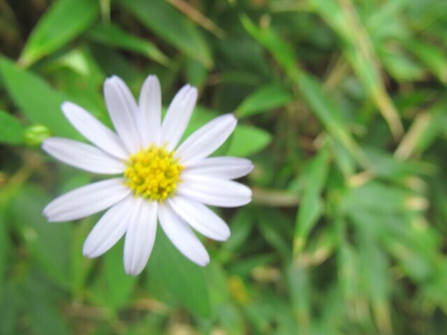 烏尾山荘のお花