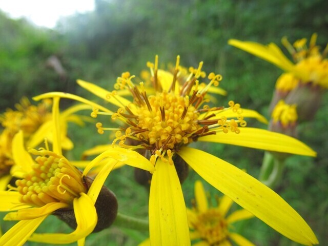 夏の丹沢表尾根登山中に見つけたお花