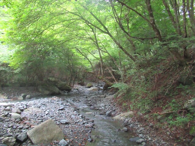 雰囲気の良い沢沿いのルート