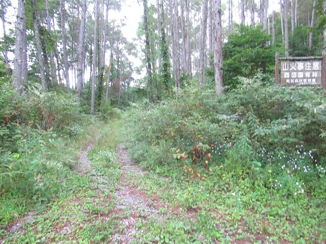 御小屋尾根カーブの手前で分岐