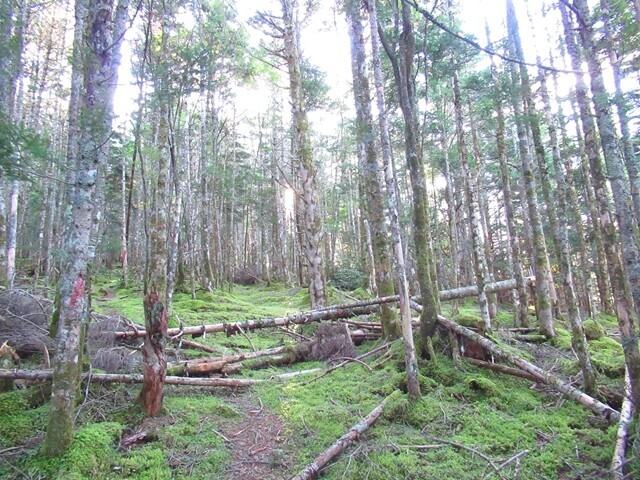 御小屋尾根の様子