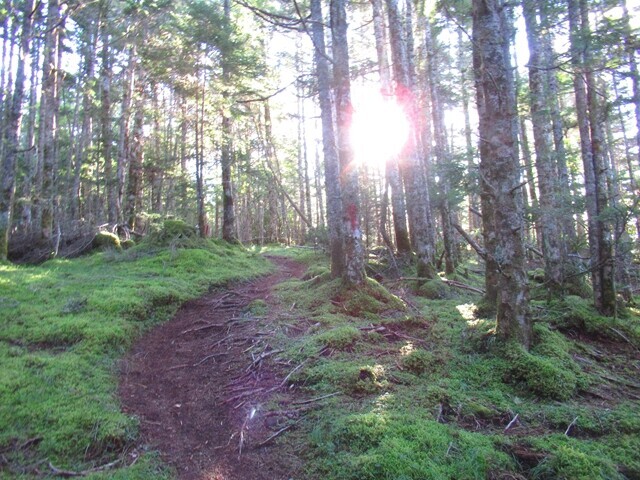 御小屋尾根の登山ルートの苔