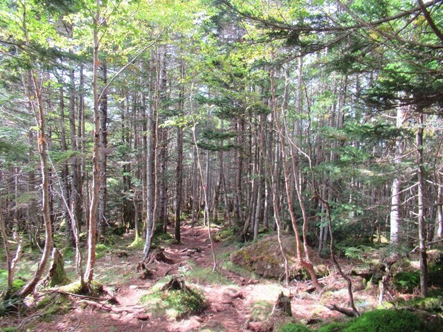 青年小屋から西岳の稜線と登山ルートの雰囲気