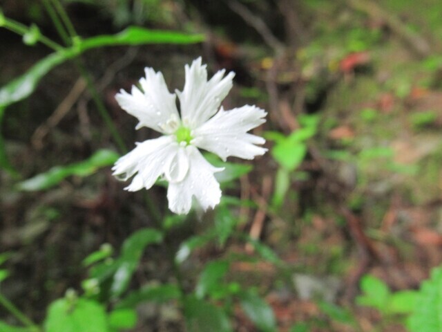 月心清水の水場周辺のお花