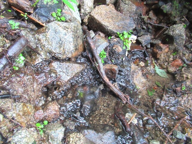 月心清水の水場の水量の様子