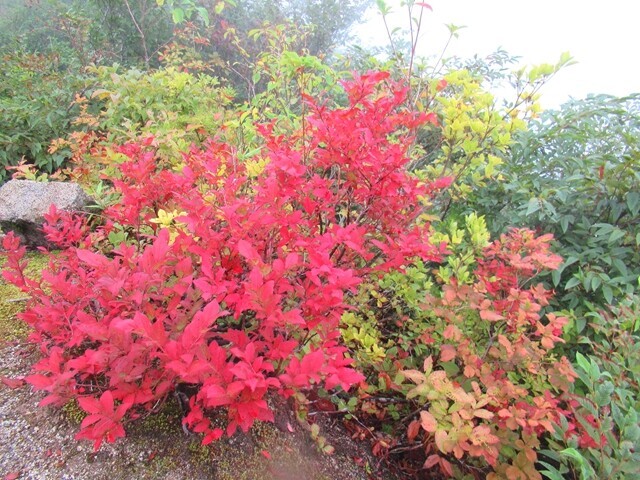 オンベ松尾根の登山道の紅葉