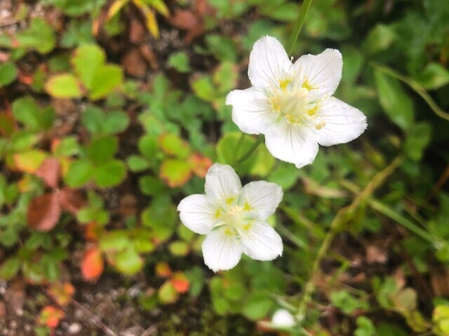 オンベ松尾根で多く咲いていたお花