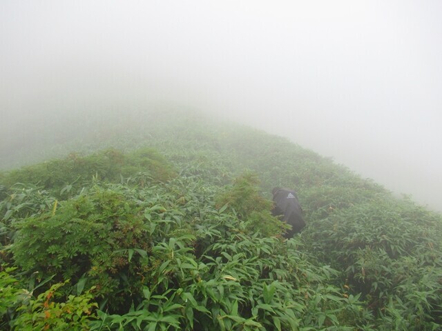 オンベ松尾根から大日岳登山中の激藪登山道