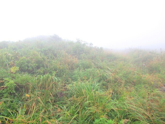 ただの草原にしか見えないオンベ松尾根の登山道