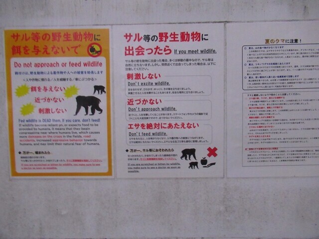 立場川キャンプ場野生動物