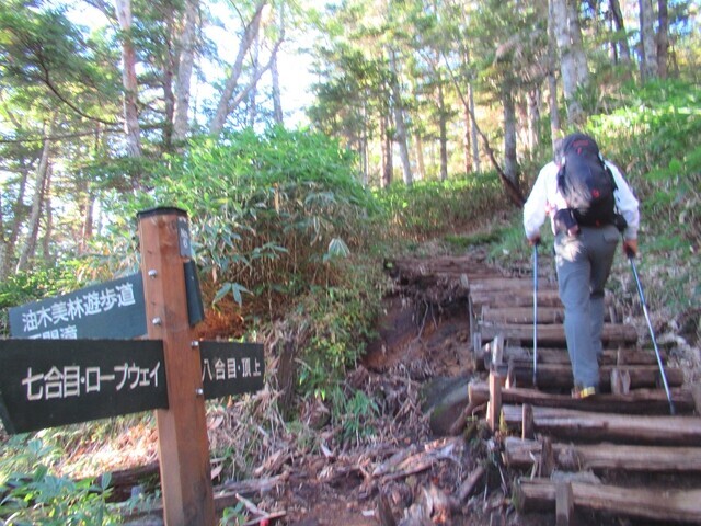 御嶽山登山ルートの油木美林遊歩道