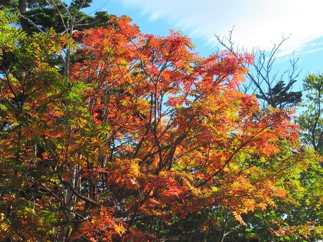 御嶽山登山堂の紅葉