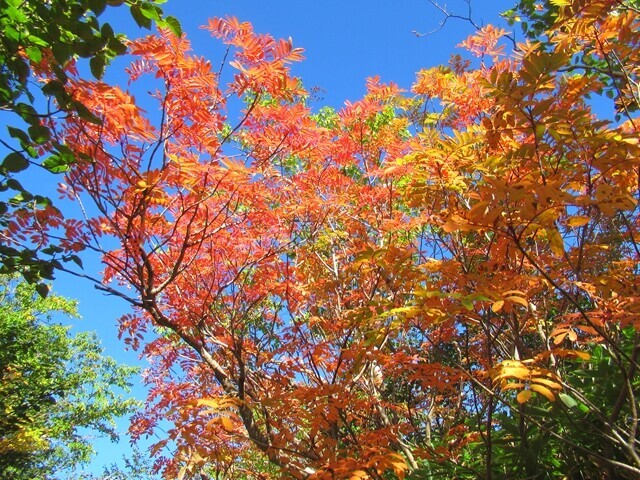 御嶽山の紅葉