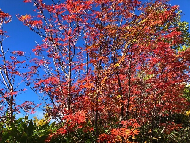 御嶽山の紅葉が見頃