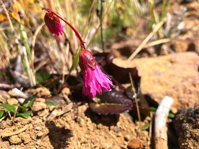 御嶽山のイワカガミ
