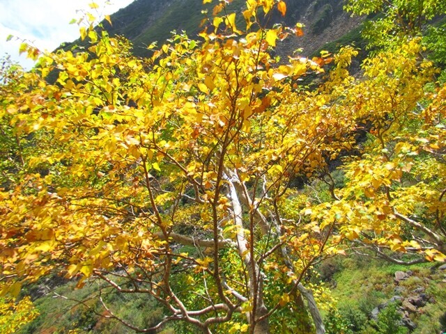 女人堂までの登山ルートの紅葉