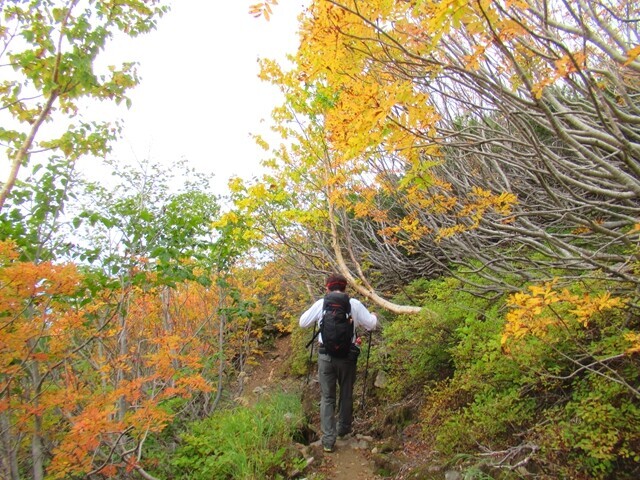 紅葉のトンネル