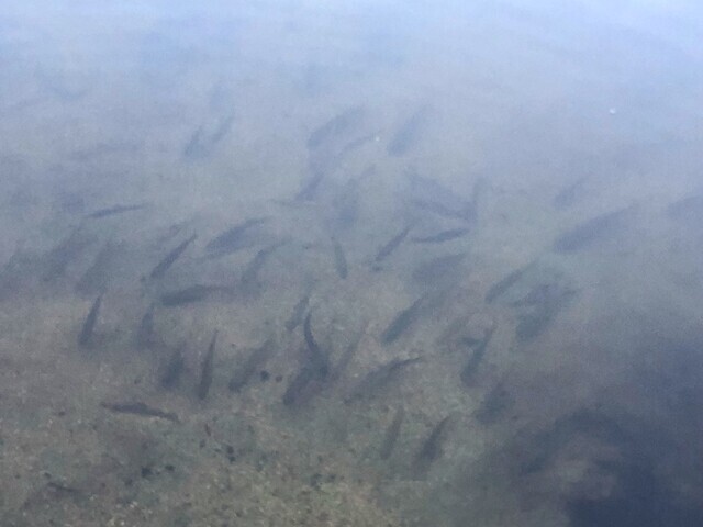 高メソキャンプ場の魚
