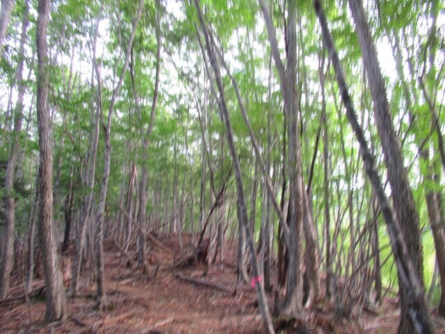 三宝山登山ルートの詳細