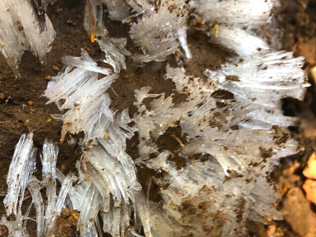 登山道上の霜の様子