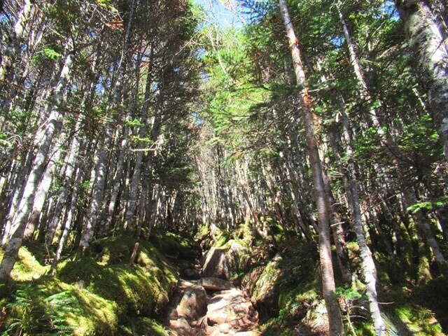 三宝山への登山ルートは奥秩父らしい樹林帯の中を歩く