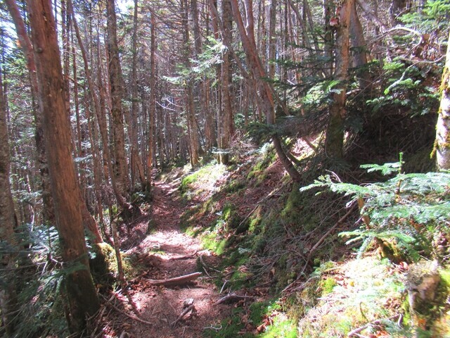 甲武信小屋への巻き道様子