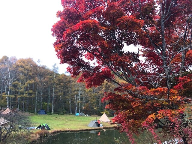 湖畔キャンプ場の紅葉の様子
