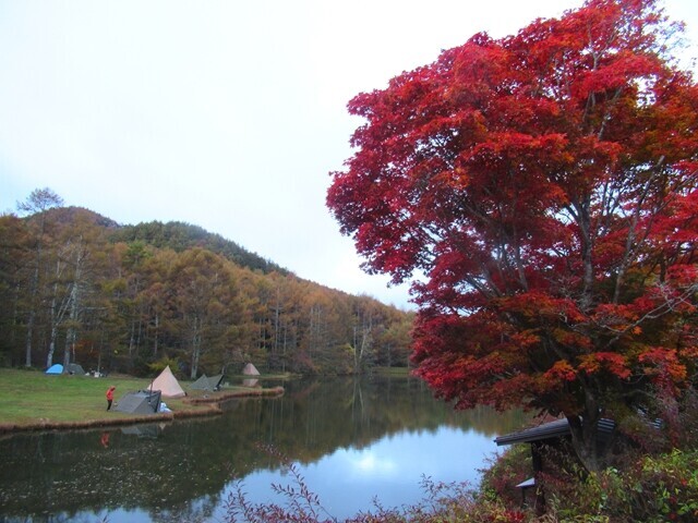 湖畔で色づく紅葉の様子