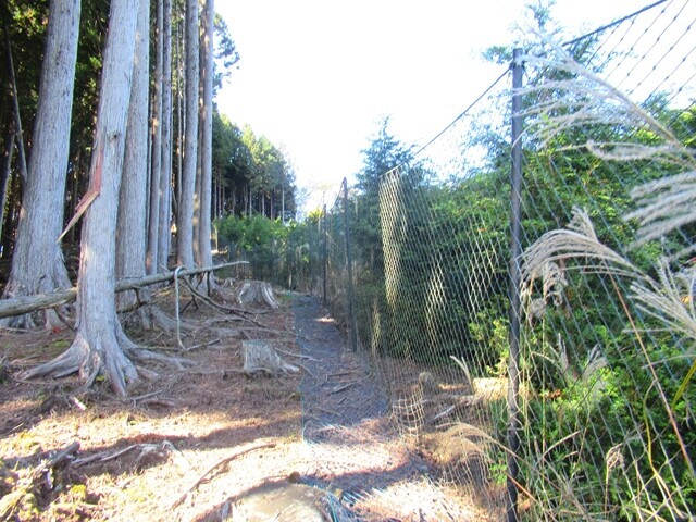 三石山登山道網の横を通っている様子