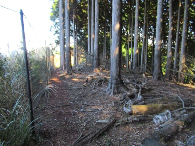 三石山登山ルートの目印になる境界見出標