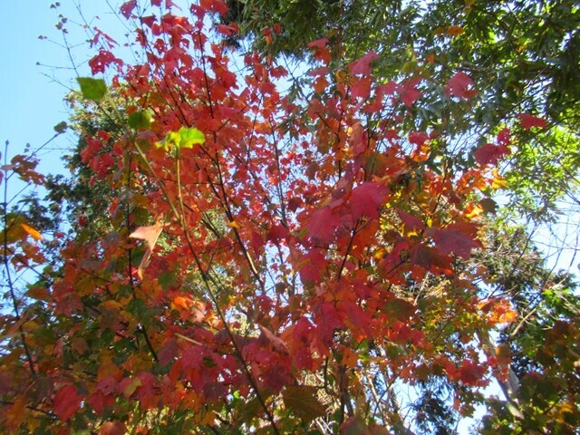 三石山登山道の紅葉