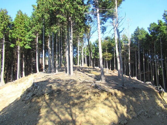 三石山の山頂直下の林道交差地点