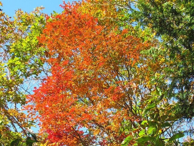 三石山の展望台周辺の紅葉の景色