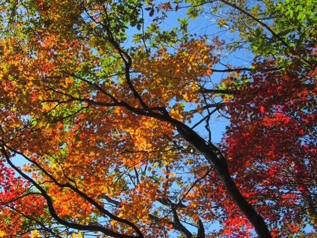 三石山の紅葉が鮮やかで綺麗