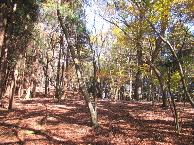 三石山の天然林