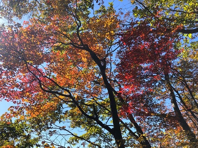 三石山の山頂周辺の紅葉の様子