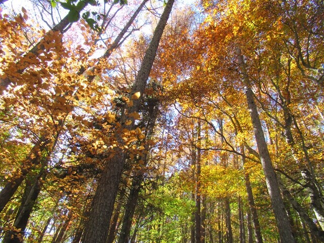 >堂平登山コースの紅葉の状態