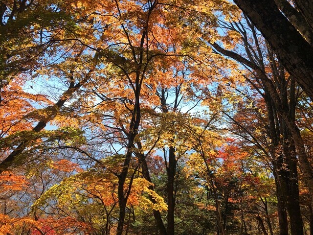 >堂平登山コース青空と紅葉のコントラスト