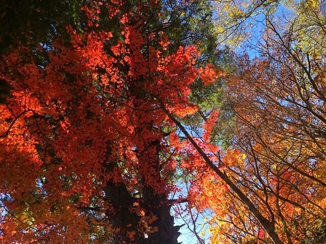 堂平登山ルート上の紅葉