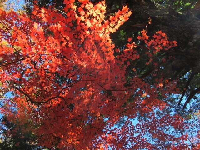 富士見山の紅葉